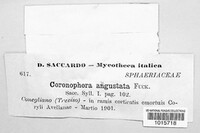 Coronophora angustata image